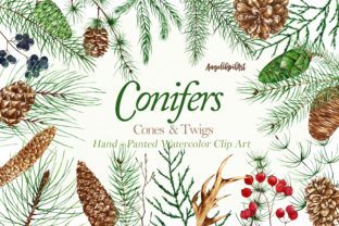 Conifers. Cones Twigs Watercolor Illustrations