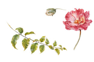 Flower Rose Orchid Watercolor
