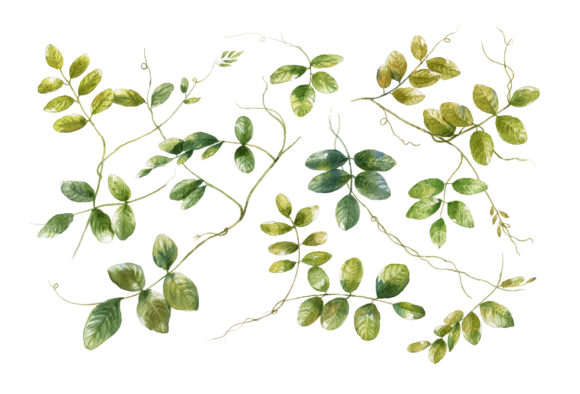 Natural Background Watercolor Illustrations