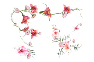 Red Flower Watercolor Illustrations