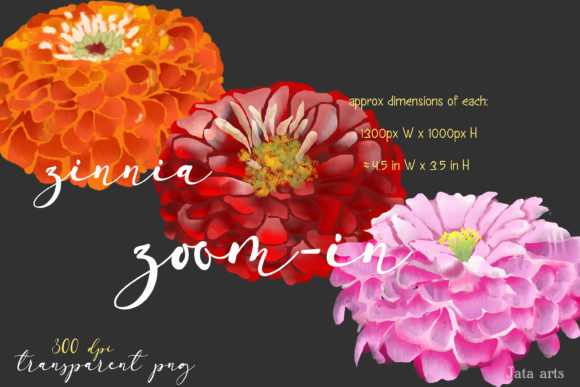 Set of 3 Watercolor Zinnia Flowers: A Versatile Illustration for Creative Sellers