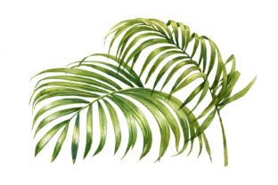 Watercolor Coconut Palm Tree Summer