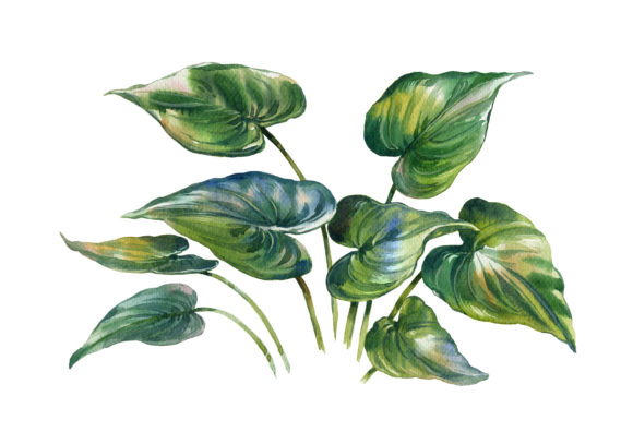 Watercolor Painting of Nature Background Illustrations