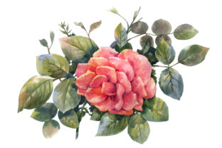 Watercolor Rose Pink Flower Illustrations
