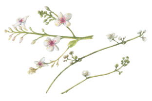 White Watercolor Flowers Set for Illustrations
